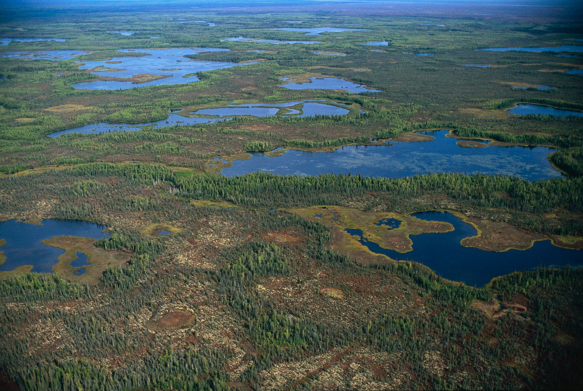 (Above) An aerial photo of Ts’udé Nilįné Tuyeta wetlands and boreal forest. Photo credit: Garth Lenz