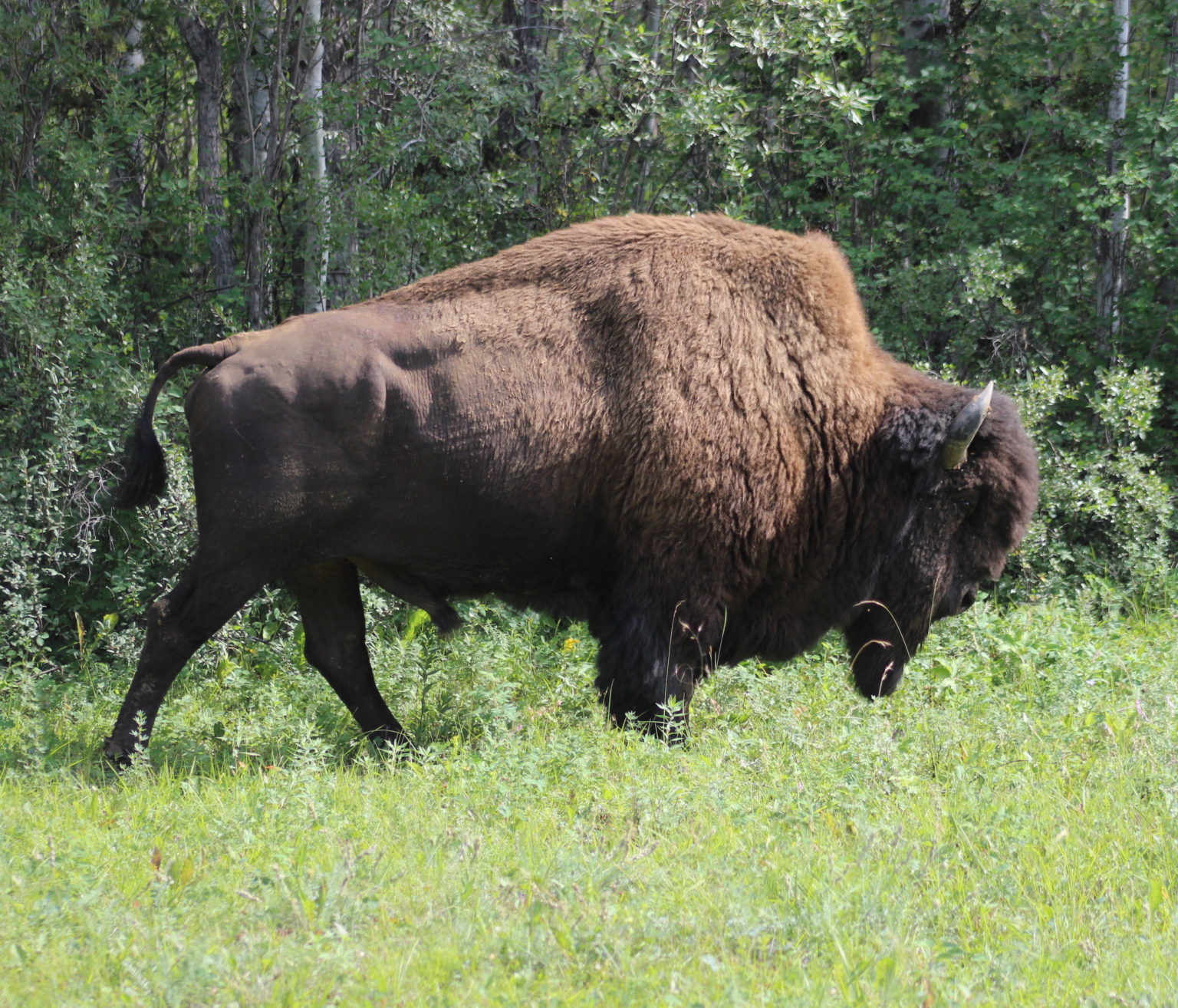 Wood Buffalo National Park – CPAWS NWT